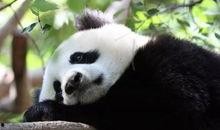 熊猫夏总爆料视频,揭秘视频背后的惊人真相